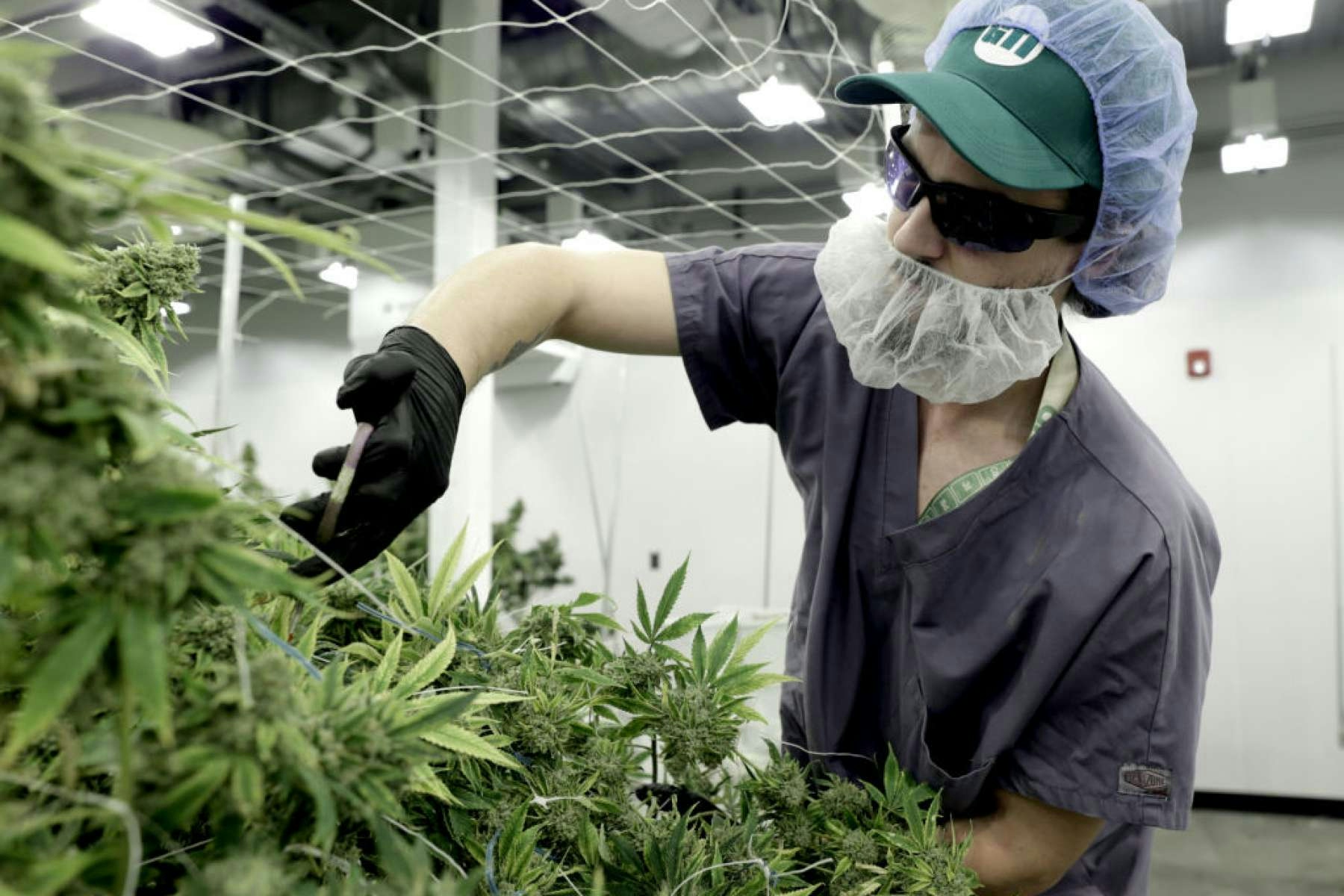 Medical Cannabis Eligibility In New York Just Changed, Here’s What You Should Know