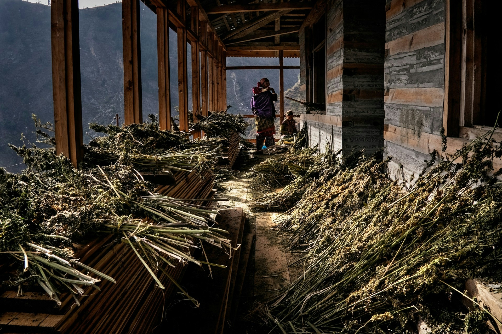 CANNABIS FARMERS IN INDIA