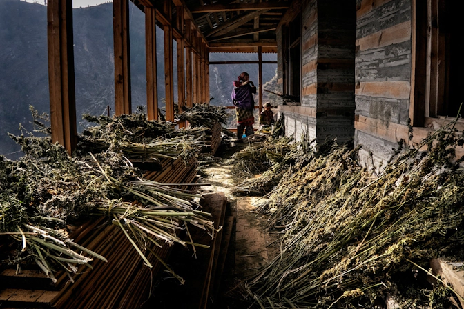 CANNABIS FARMERS IN INDIA