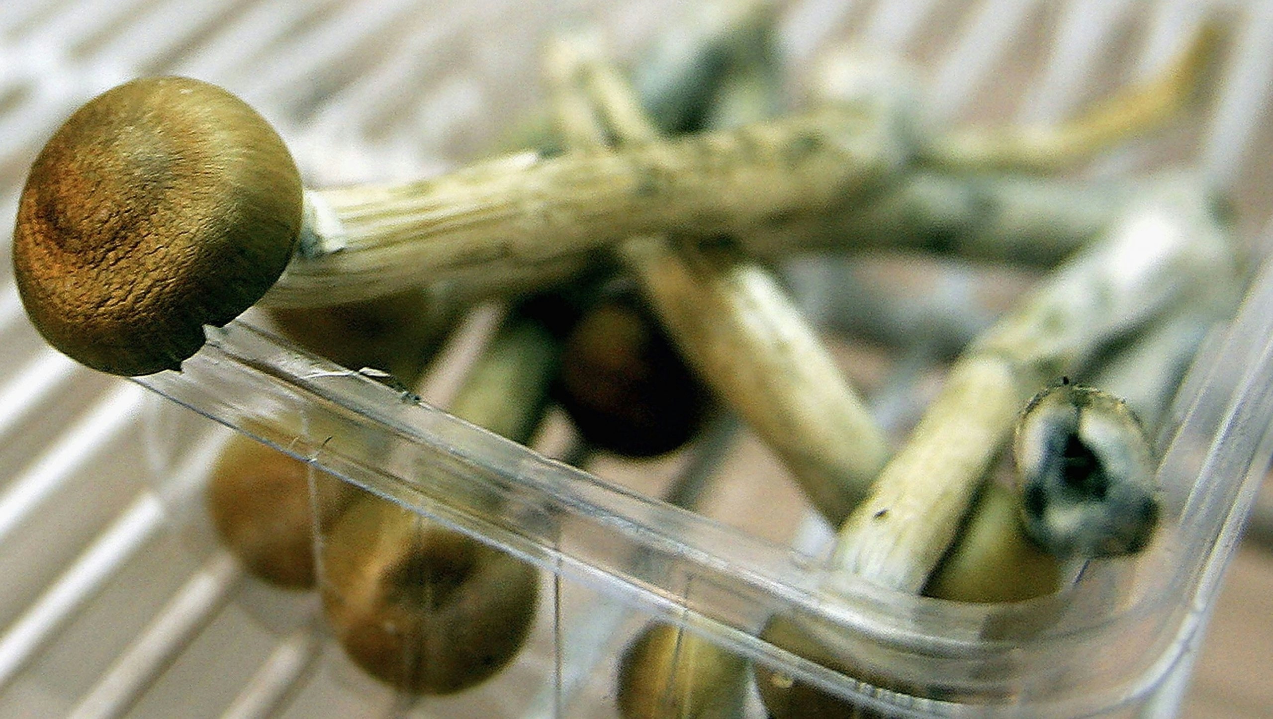 Storing Mushrooms: How Long Do They Last?