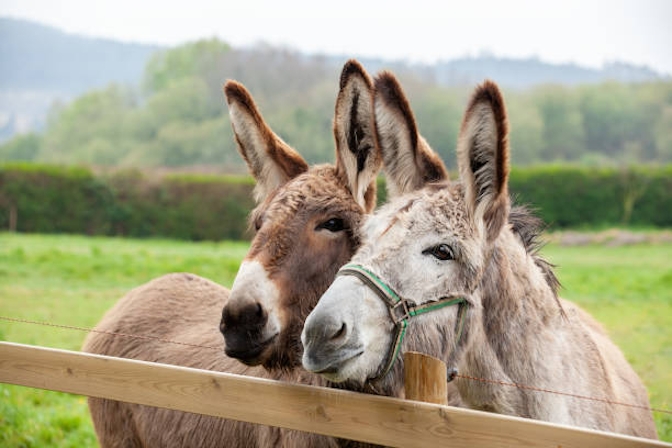 New Study Examines How Donkeys React To Cannabis