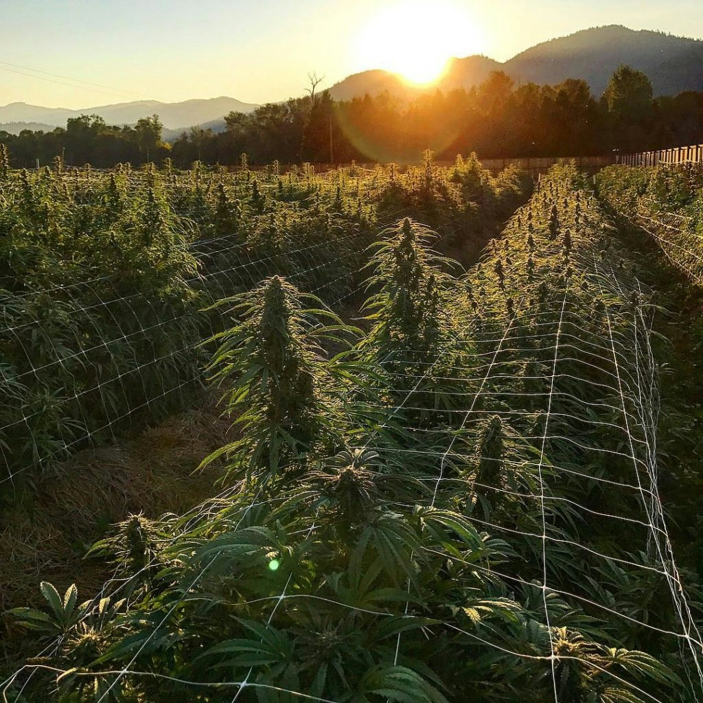 New Study Examines How Donkeys React To Cannabis