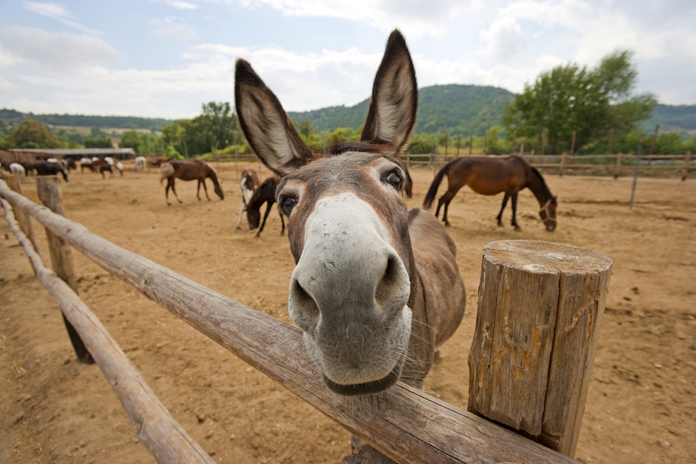 New Study Examines How Donkeys React To Cannabis