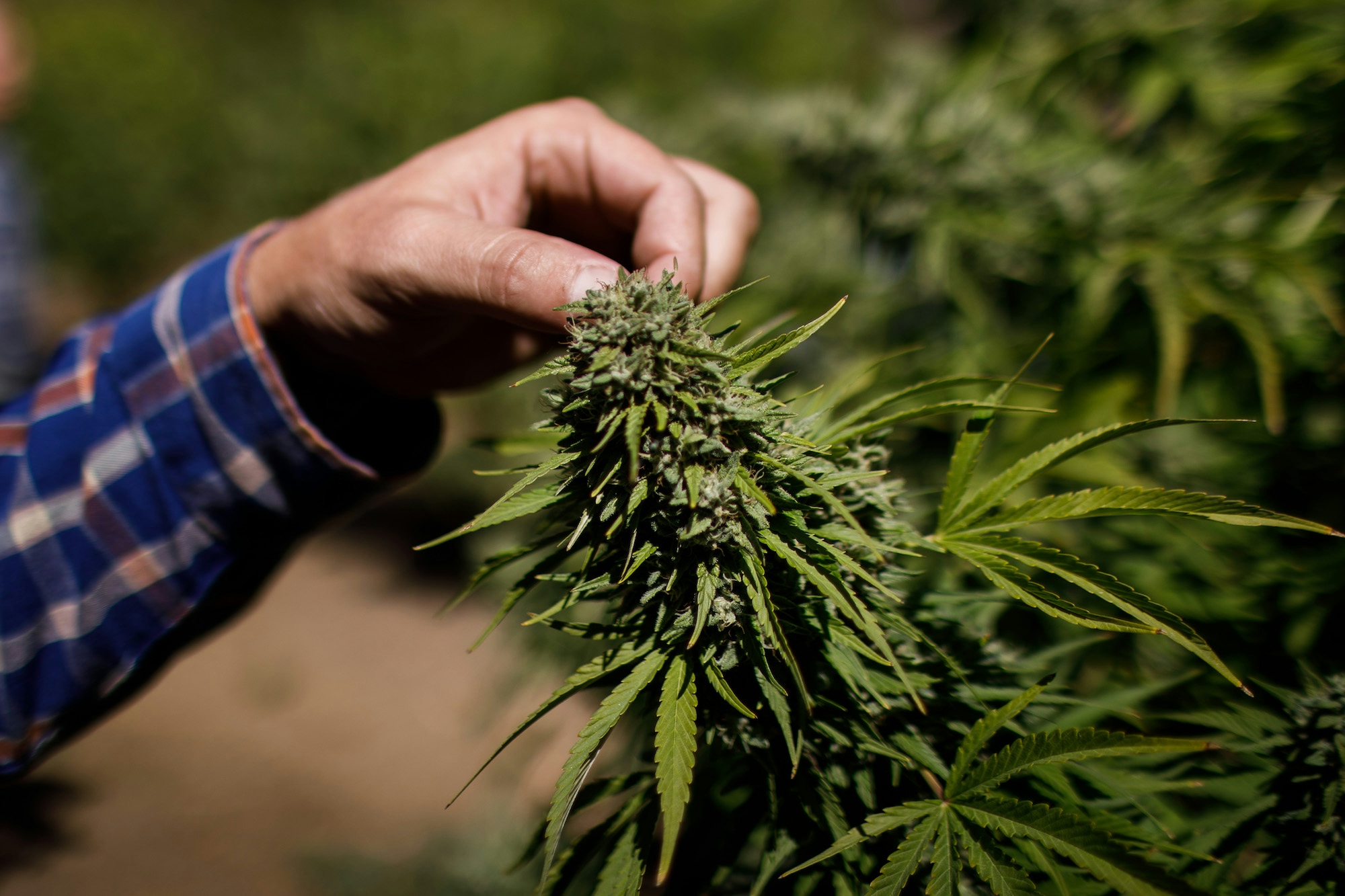 Strng Seeds Reviews: What Growers Are Saying in 2025