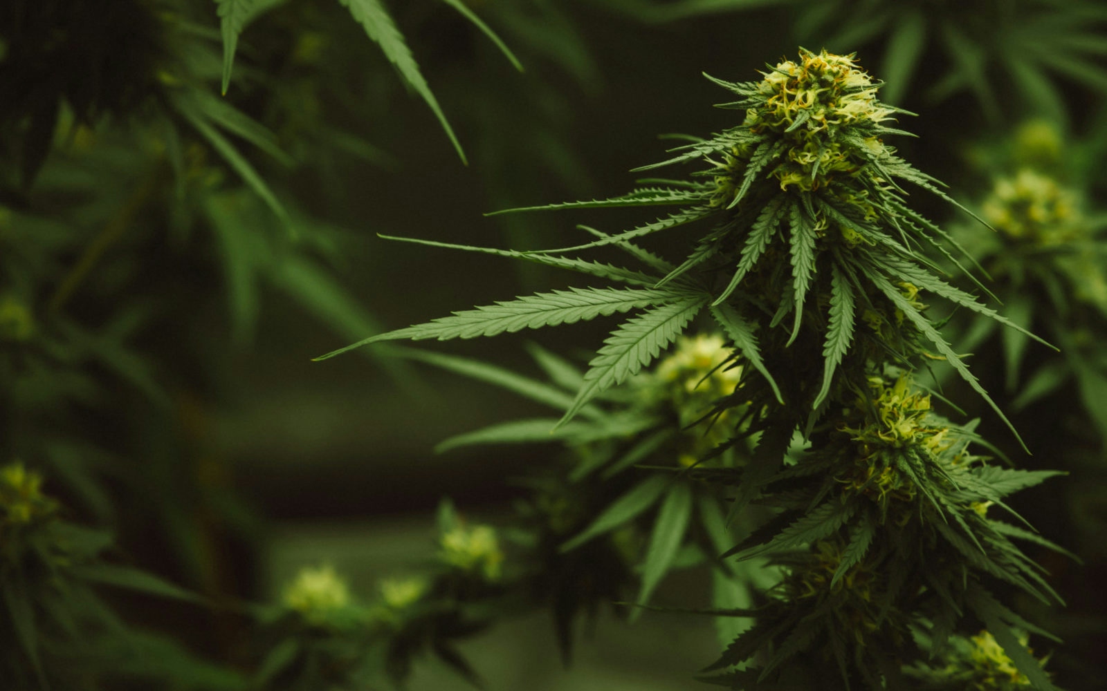 Talks Of Legalizing Recreational Cannabis In Pennsylvania Are Finally Here