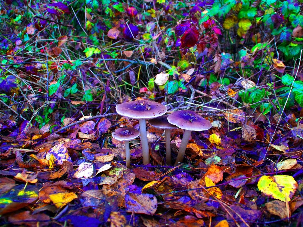 Recent Study Asks Individuals About Their Experiences With Bad Psychedelic Trips