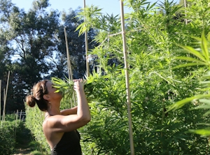 Biodynamic Cannabis Cultivation: The Practice That Beats Organic Farming By A Mile