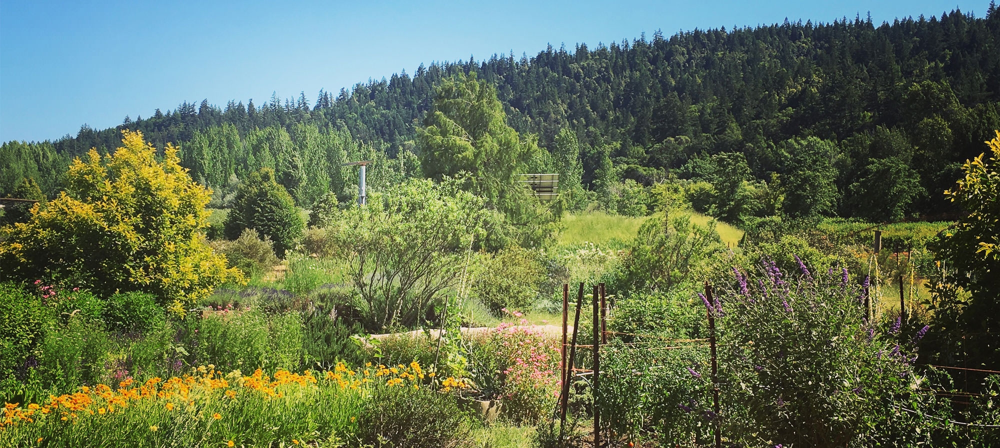 Biodynamic Cannabis Cultivation: The Practice That Beats Organic Farming By A Mile