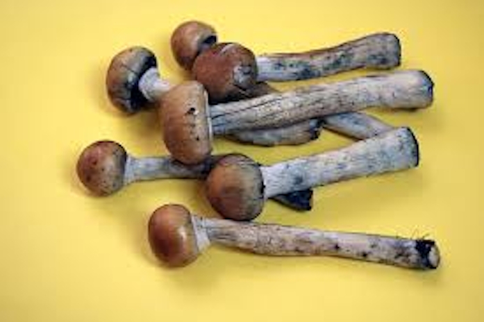 Utah Is Creating A Task Force To Recommend Psychedelic Medicine & Therapies For Mental Illnesses