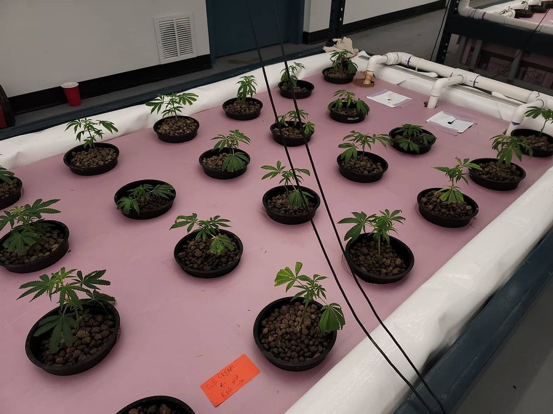 Thumb Genetics Uses Fish Poop And 10,000 Gallons Of Reused Water To Grow Cannabis