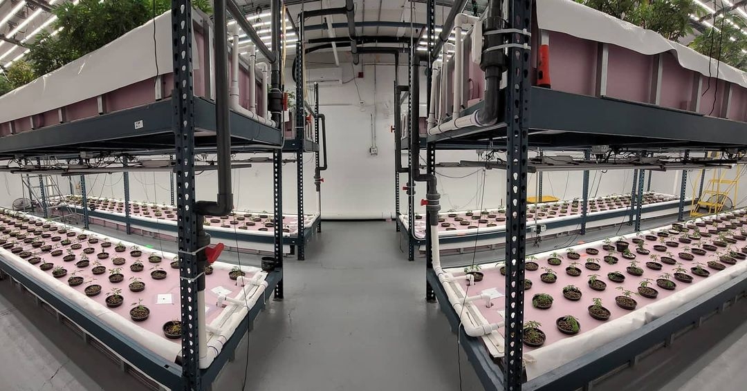 Thumb Genetics Uses Fish Poop And 10,000 Gallons Of Reused Water To Grow Cannabis