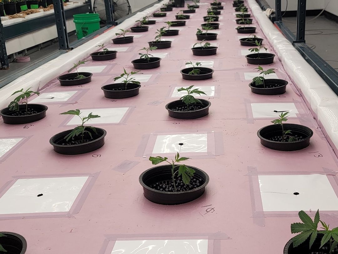 Thumb Genetics Uses Fish Poop And 10,000 Gallons Of Reused Water To Grow Cannabis