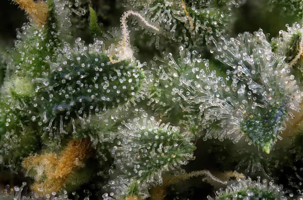 5 High CBG Strains That Kick Stress To The Curb