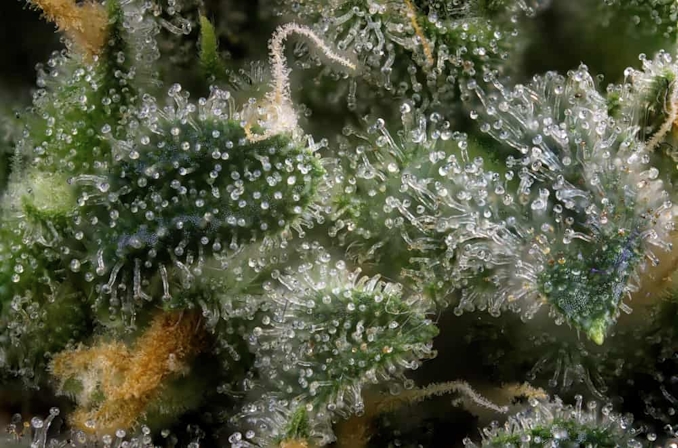 5 High CBG Strains That Kick Stress To The Curb