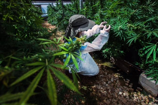 Israel Is One Step Closer To Decriminalizing Recreational Cannabis