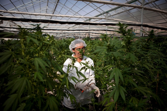 Israel Is One Step Closer To Decriminalizing Recreational Cannabis