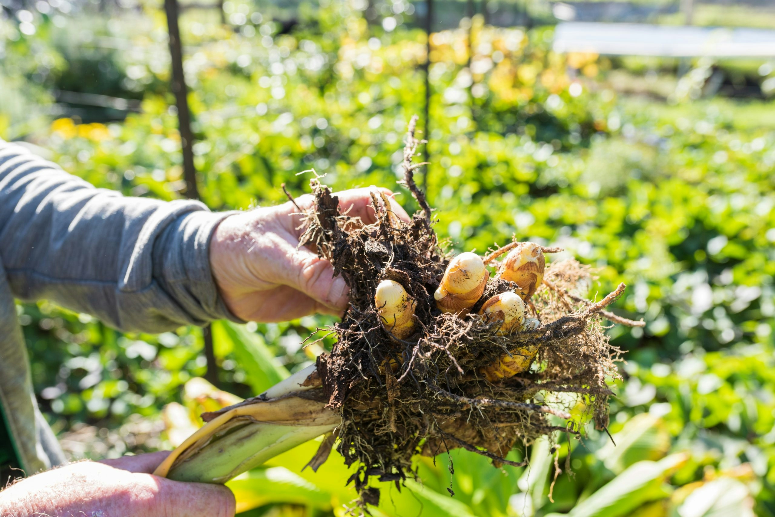 Goldenseal Detox: What You Need To Know