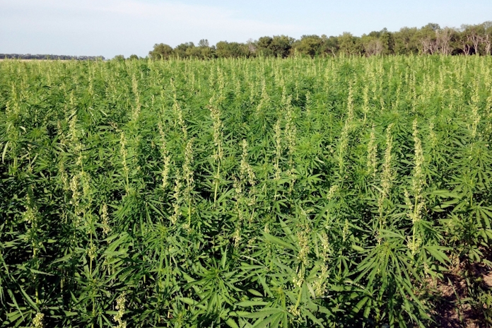 The Legal Limit of THC In Hemp Could Increase To 1%