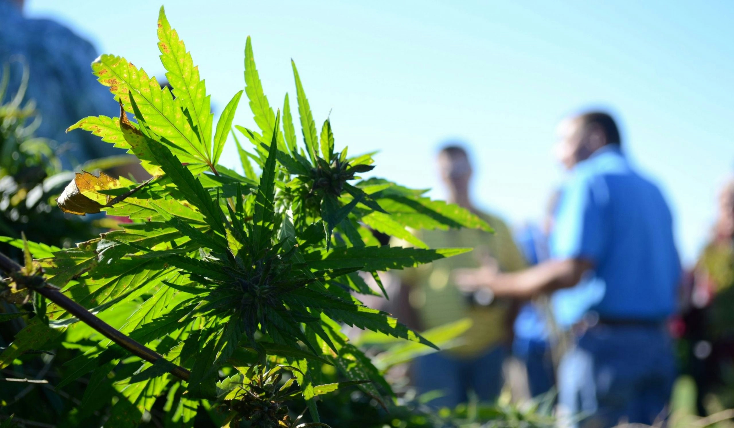 The Legal Limit of THC In Hemp Could Increase To 1%