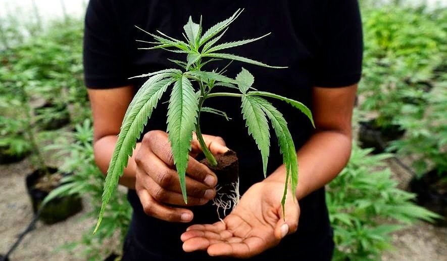5 Black-Owned Cannabis Businesses To Support This Black History Month