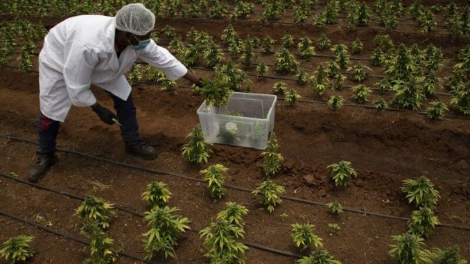 Buy Weed in Lesotho