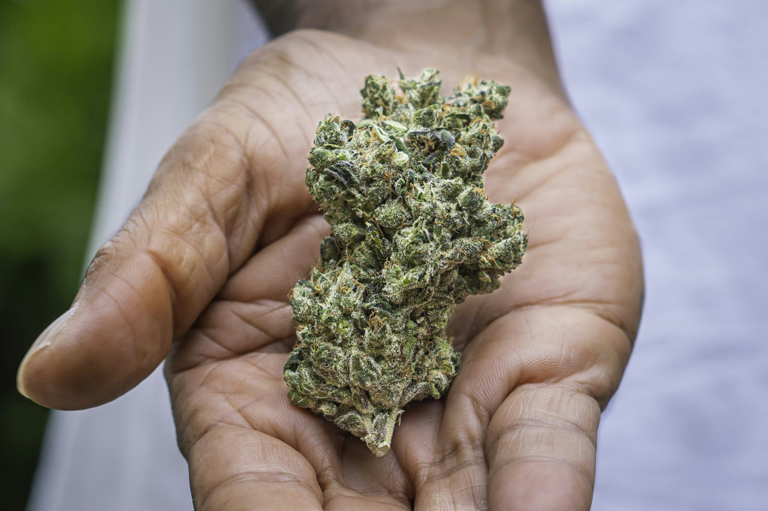 Premium Donny Burger cannabis flower with dense bud structure and crystal-coated trichomes