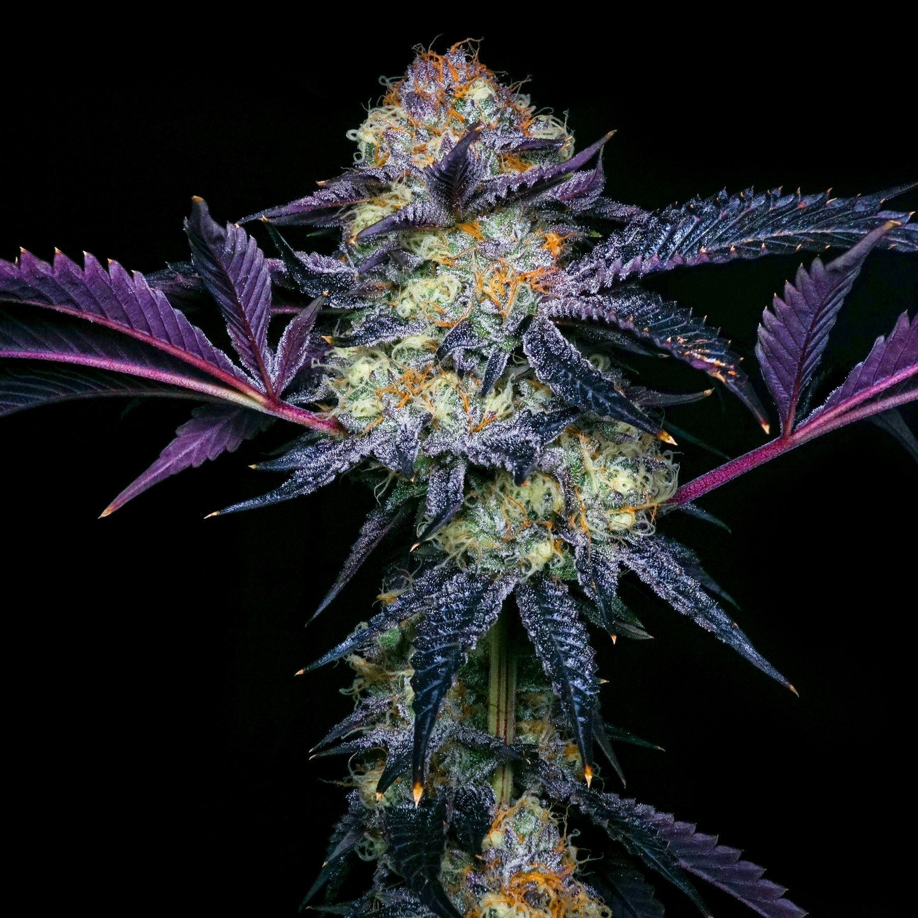 Is Bud Porn The Latest Cannabis Marketing Strategy?