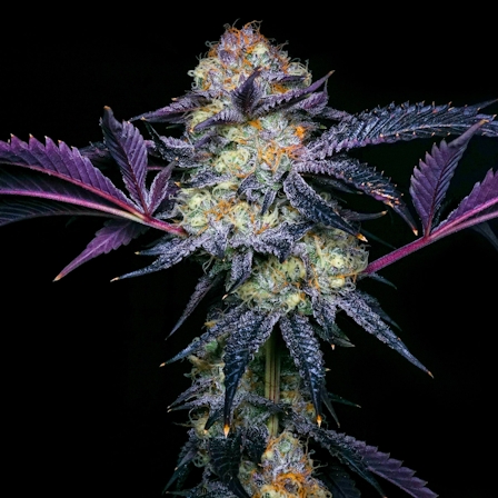 Is Bud Porn The Latest Cannabis Marketing Strategy?