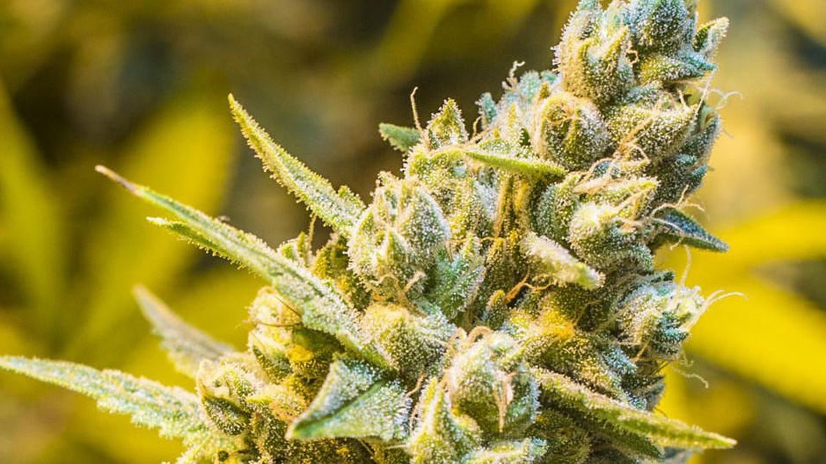 Is Bud Porn The Latest Cannabis Marketing Strategy?