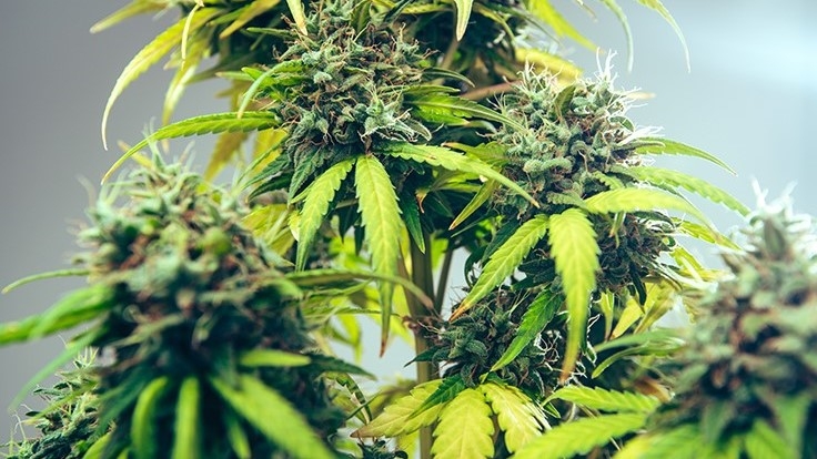 New Mexico’s Recreational Dispensaries To Open April 1, 2022