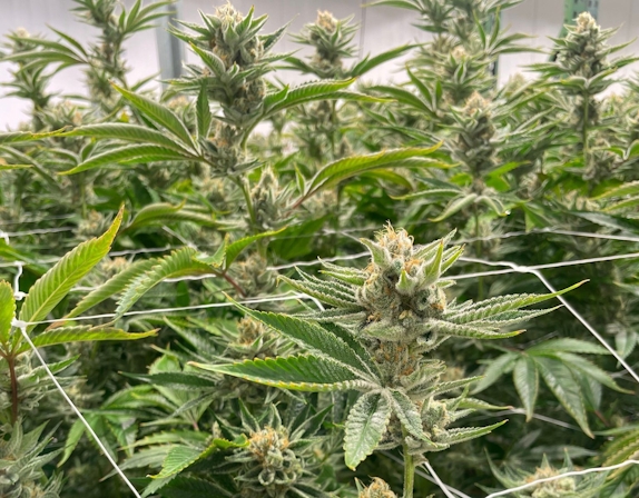 Which Countries Are The Next Big Players In The International Cannabis Industry?