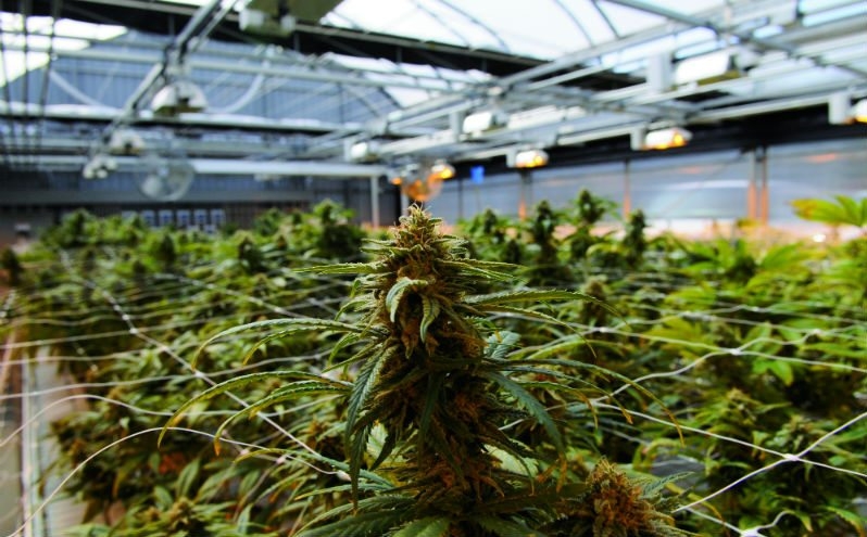 Hemp Growers In New York Could Soon Be Allowed To Cultivate Cannabis