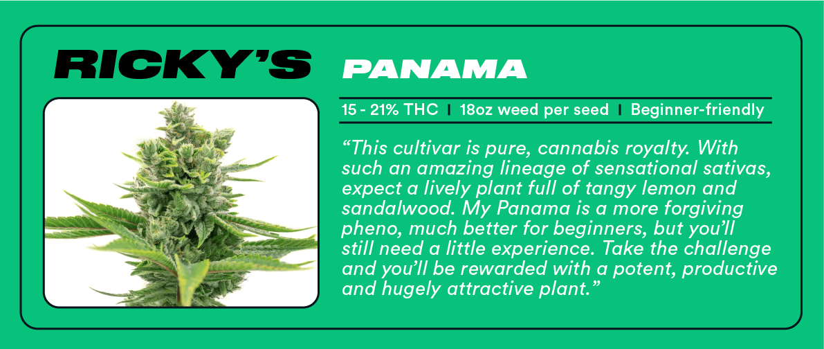 Ricky Williams: The Homegrowing Highsman