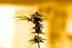 Hemp Growers In New York Could Soon Be Allowed To Cultivate Cannabis