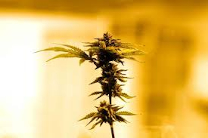 Hemp Growers In New York Could Soon Be Allowed To Cultivate Cannabis