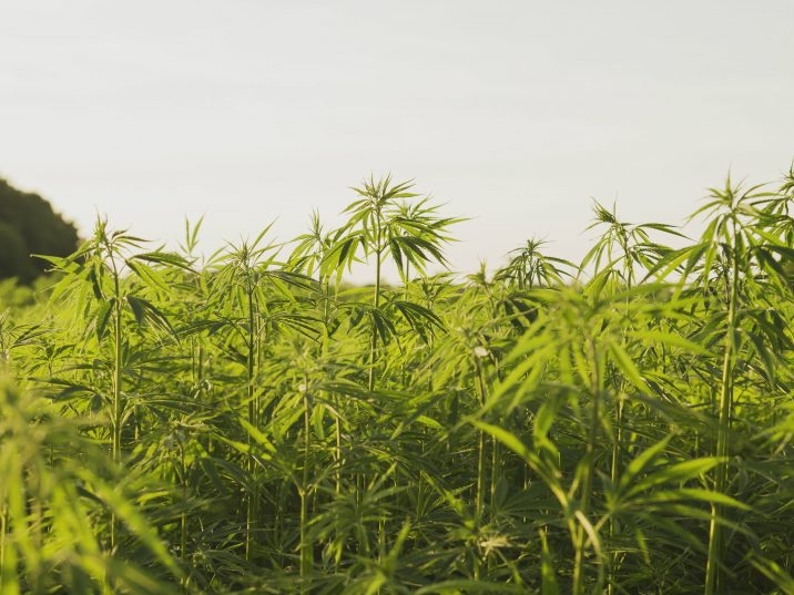 Hemp Growers In New York Could Soon Be Allowed To Cultivate Cannabis