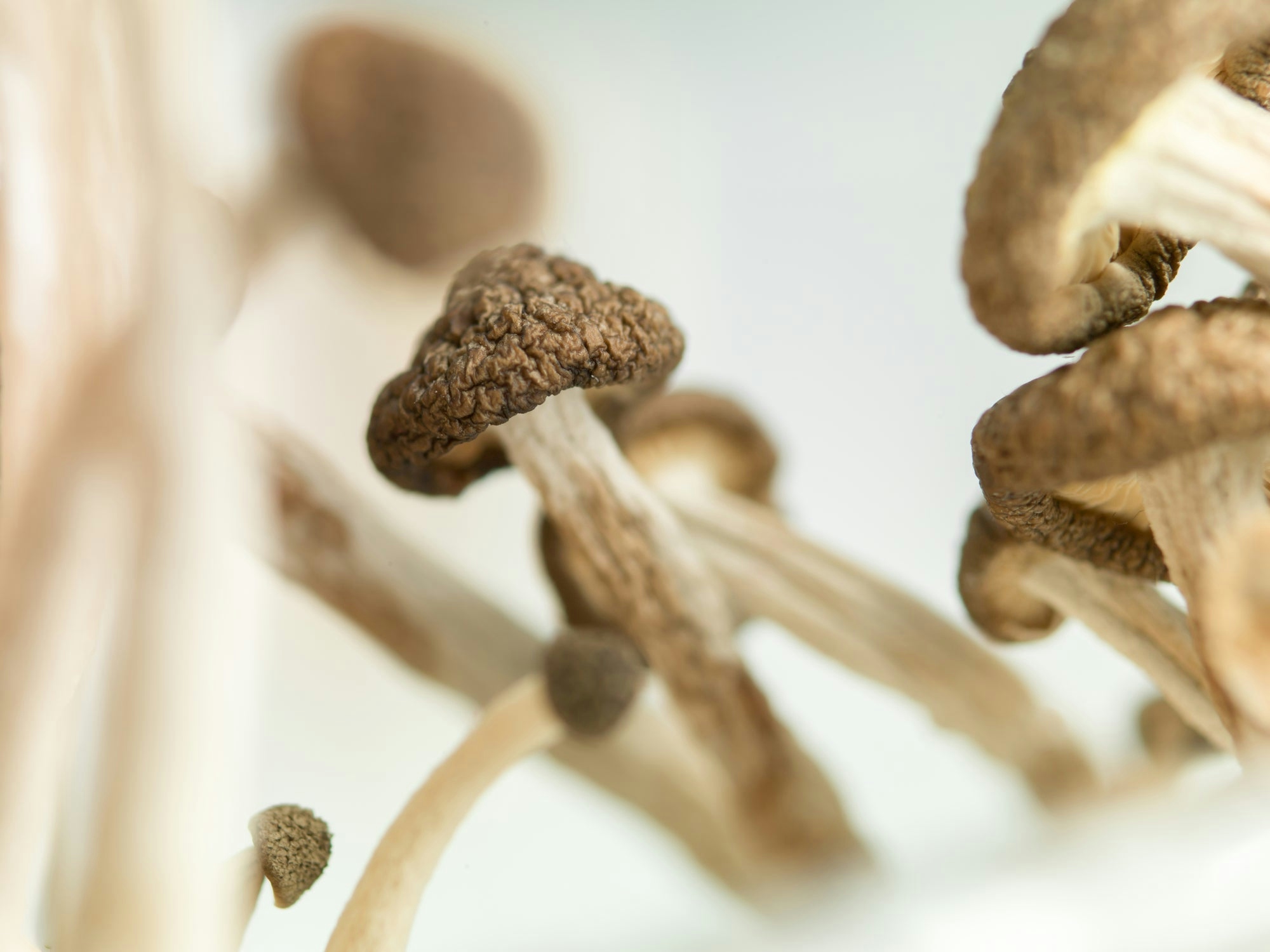 Oregon Lawmakers Seek To Make The Psilocybin Therapy Program More Equitable
