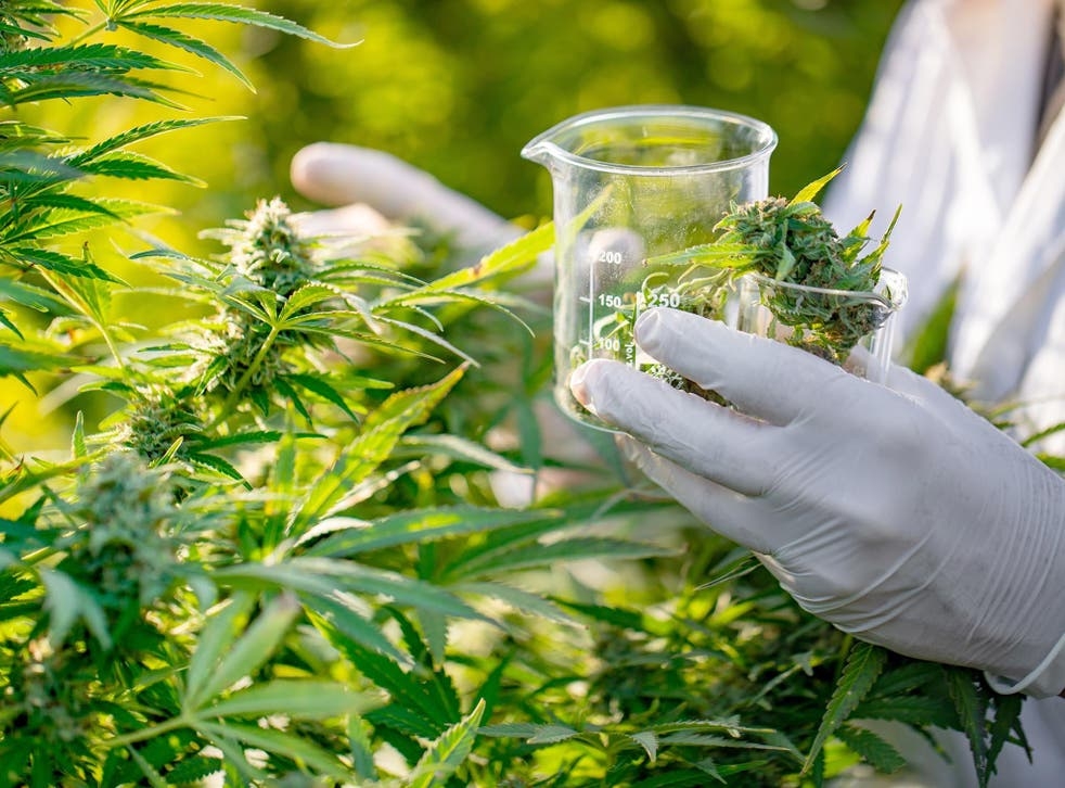 Meet The Lead Professor In Charge Of The NFL’s Cannabis Research Initiatives