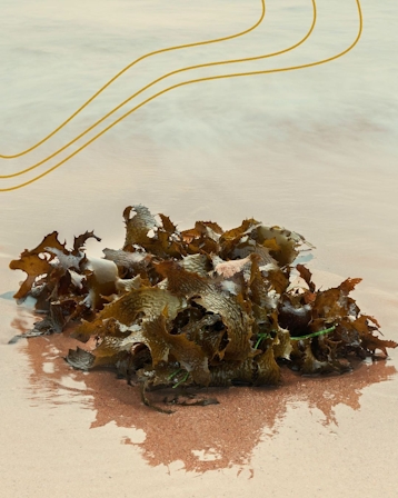 SeaWeed Naturals’ Co-Founder Is None Other Than Grandson Of Marine Explorer Jacques Cousteau