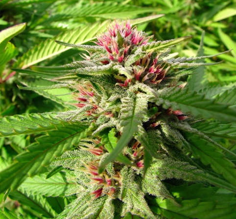 Son Of Clarence Clemons Caught In Legal Action After Using His Father’s Nickname In Cannabis Brand