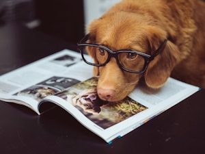 What To Do If Your Dog Eats Shrooms