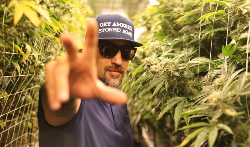 Top 10 Celebrity Weed Brands That Actually Live Up to the Hype