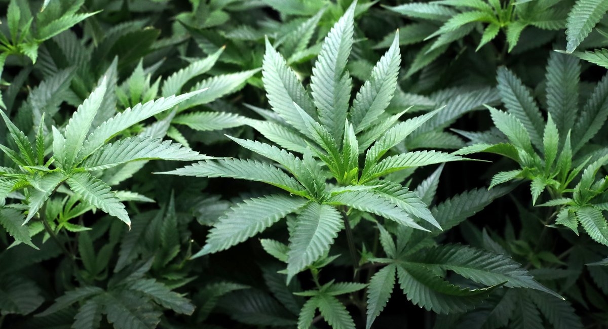 New York’s Legalization Model Might Make The State A Global Cannabis Leader