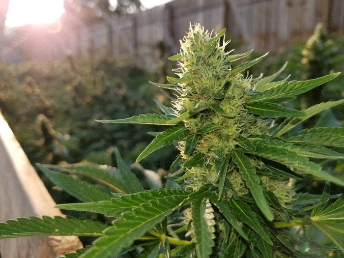 A New Bill Would Allow California To Conduct Interstate Cannabis Commerce