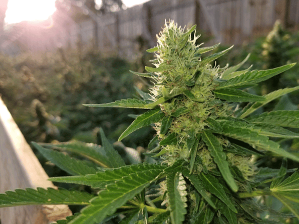 A New Bill Would Allow California To Conduct Interstate Cannabis Commerce