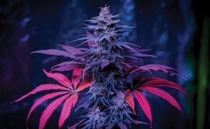 3 Purple Strains You Need To Try