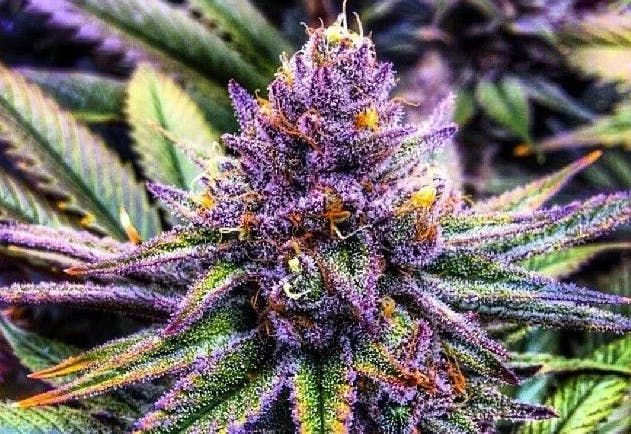 3 Purple Strains You Need To Try
