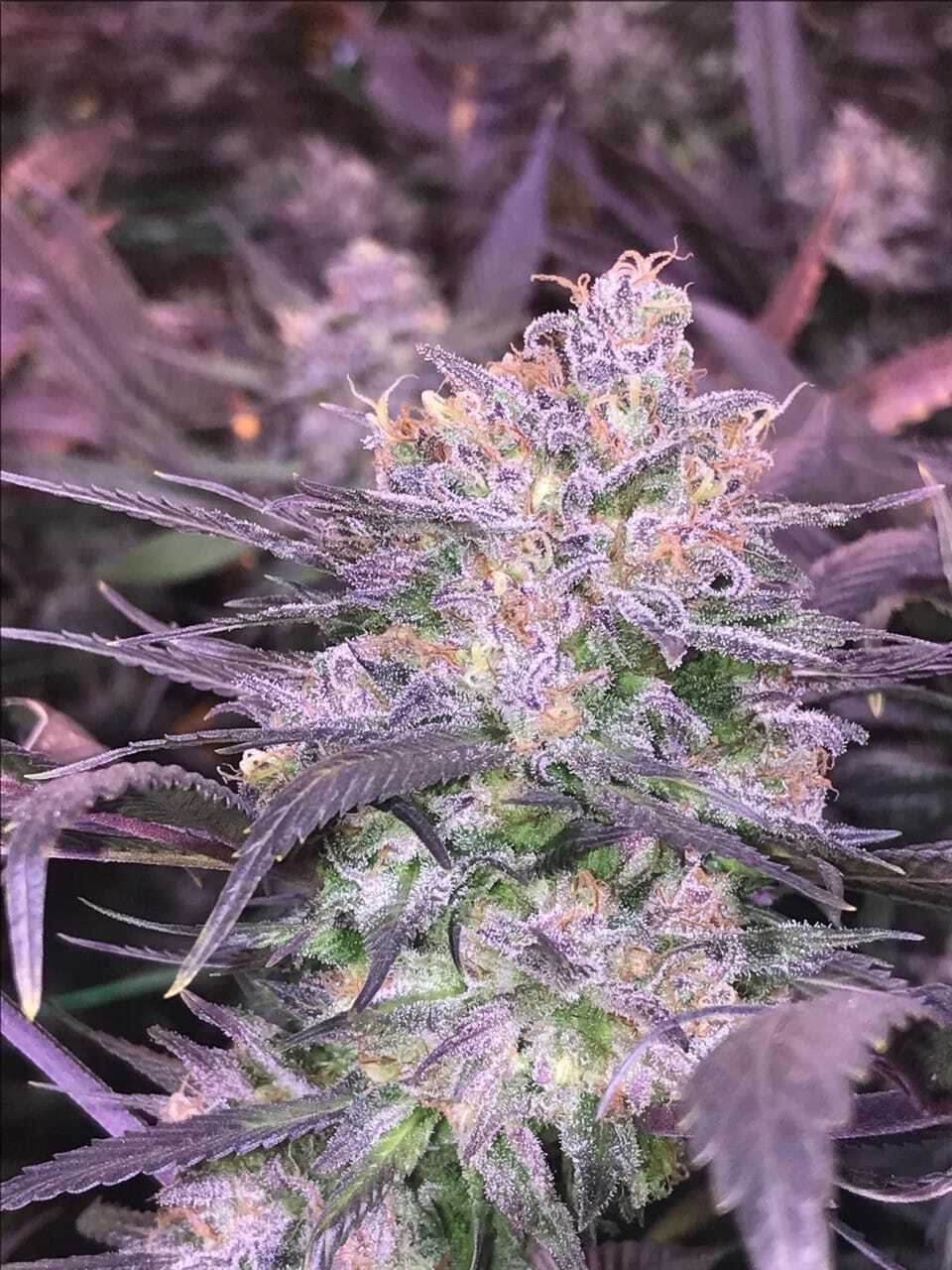 3 Purple Strains You Need To Try