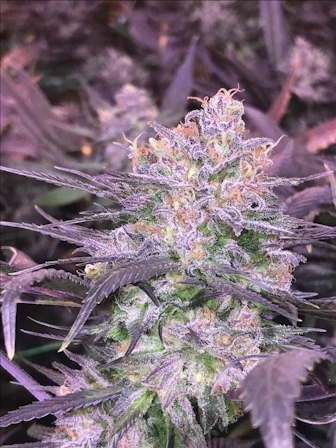 3 Purple Strains You Need To Try