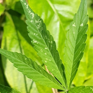 Thrips On Cannabis: How To Prevent Damage, Treat, & Kill